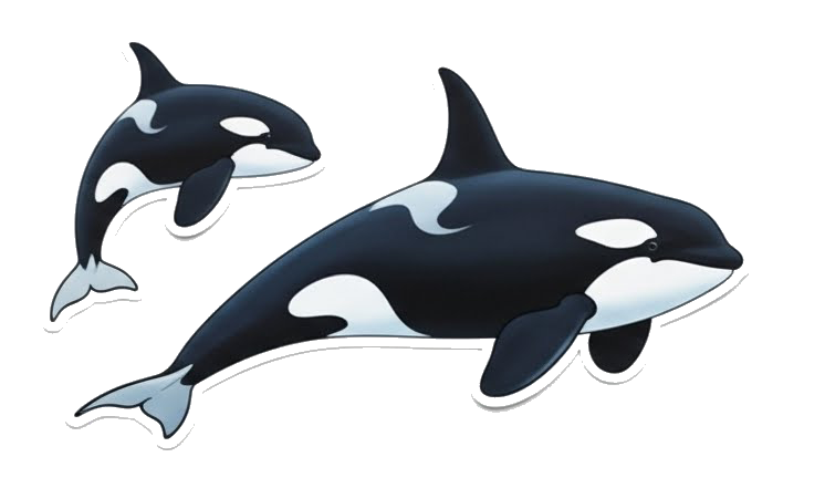 Orca Baby